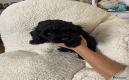 Cockapoo dogs for sale: ONLY 2  LEFT OUTSTANDING TINY MINITURE COCKAPOOS  - Image 11