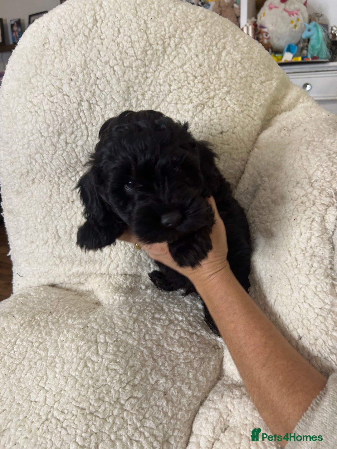 Cockapoo dogs for sale: ONLY 2  LEFT OUTSTANDING TINY MINITURE COCKAPOOS  - Image 11