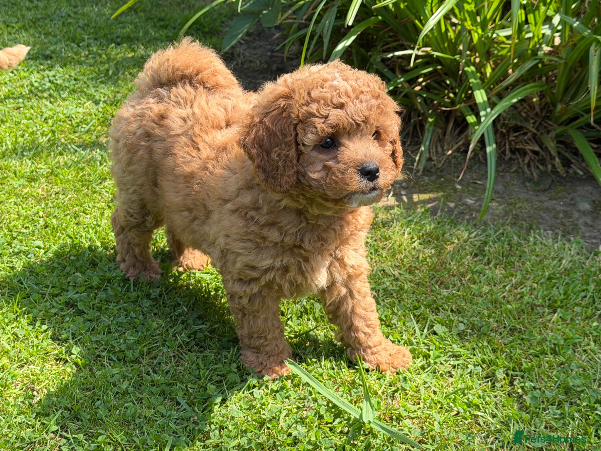 Cavachon dogs 5 ⭐️Gorgeous F1 Fox Red boy Cavapoochon. - Advert 9