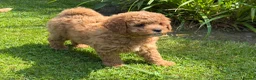 Cavachon dogs for sale: 5 ⭐️Gorgeous F1 Fox Red boy Cavapoochon. - Advert 1