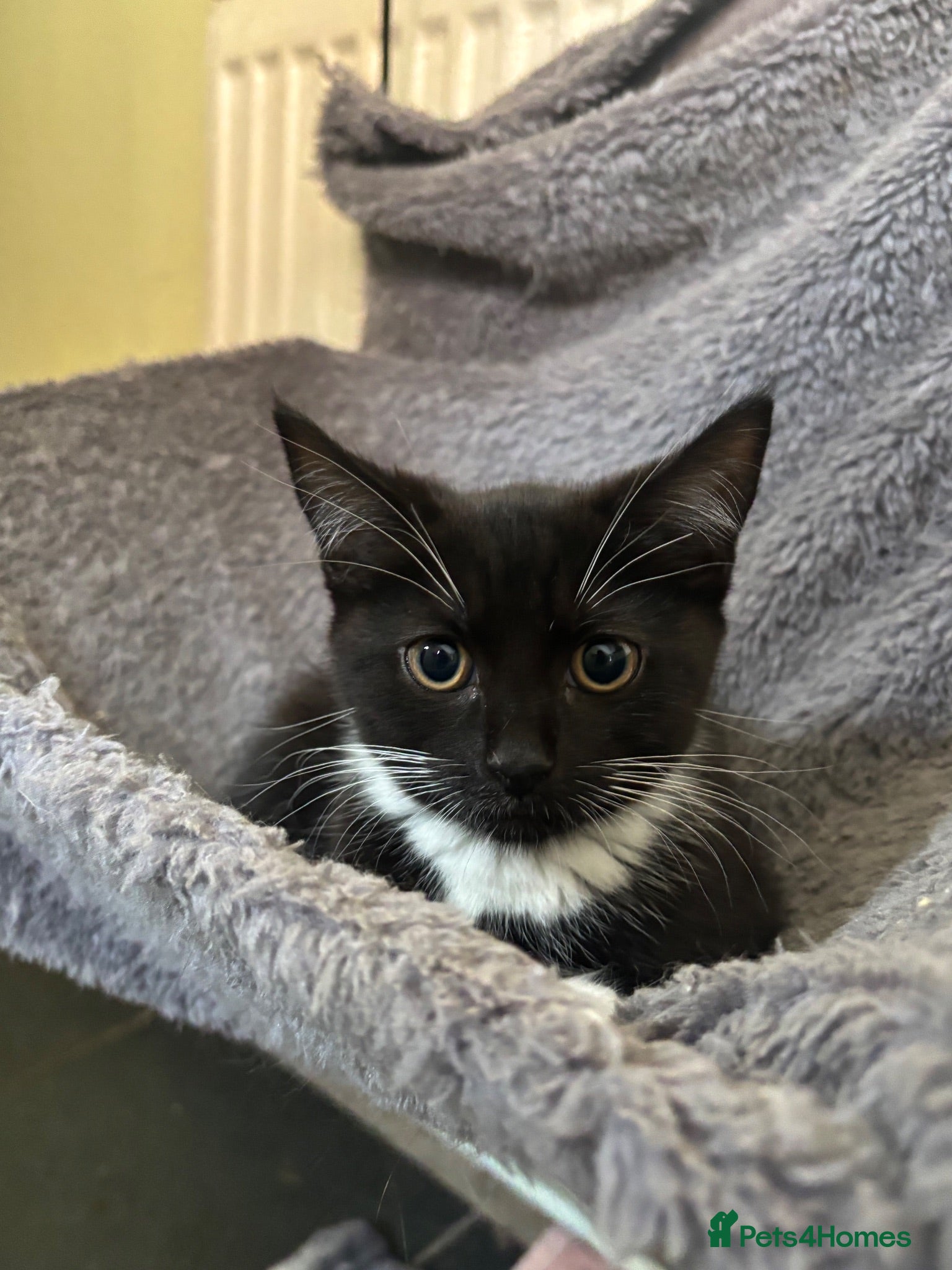 Domestic Shorthair cats Domestic short hair x Russian blue  - Advert 4