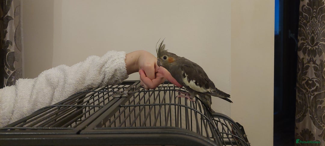 Cockatiels birds for sale: Grey cockatiel  - Advert 3