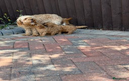 Cavapoo dogs for sale: F1B cavapoo puppies - Image 11