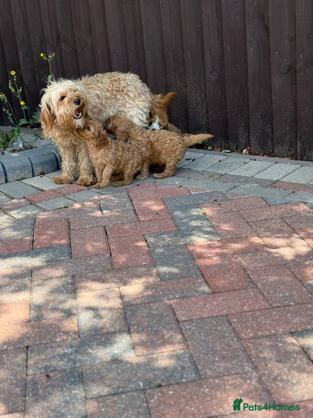 Cavapoo dogs for sale: F1B cavapoo puppies - Image 11