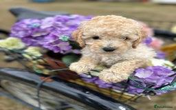Cockapoo dogs for sale: YANKYDOODLES  ( COCKERPOOS) - Image 15