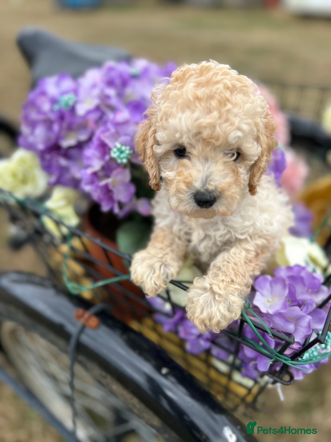 Cockapoo dogs for sale: YANKYDOODLES  ( COCKERPOOS) - Image 15