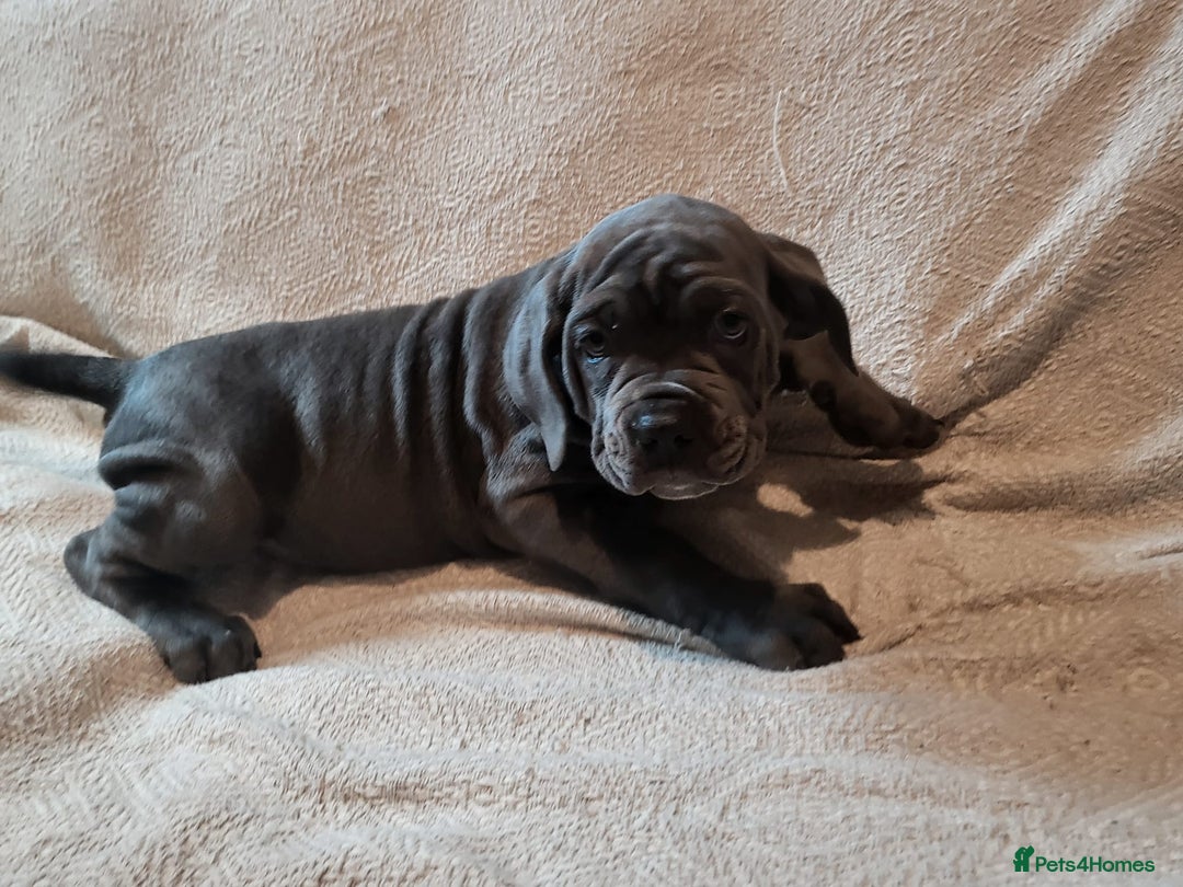 Cane Corso dogs for sale: Cane Corso - Advert 10