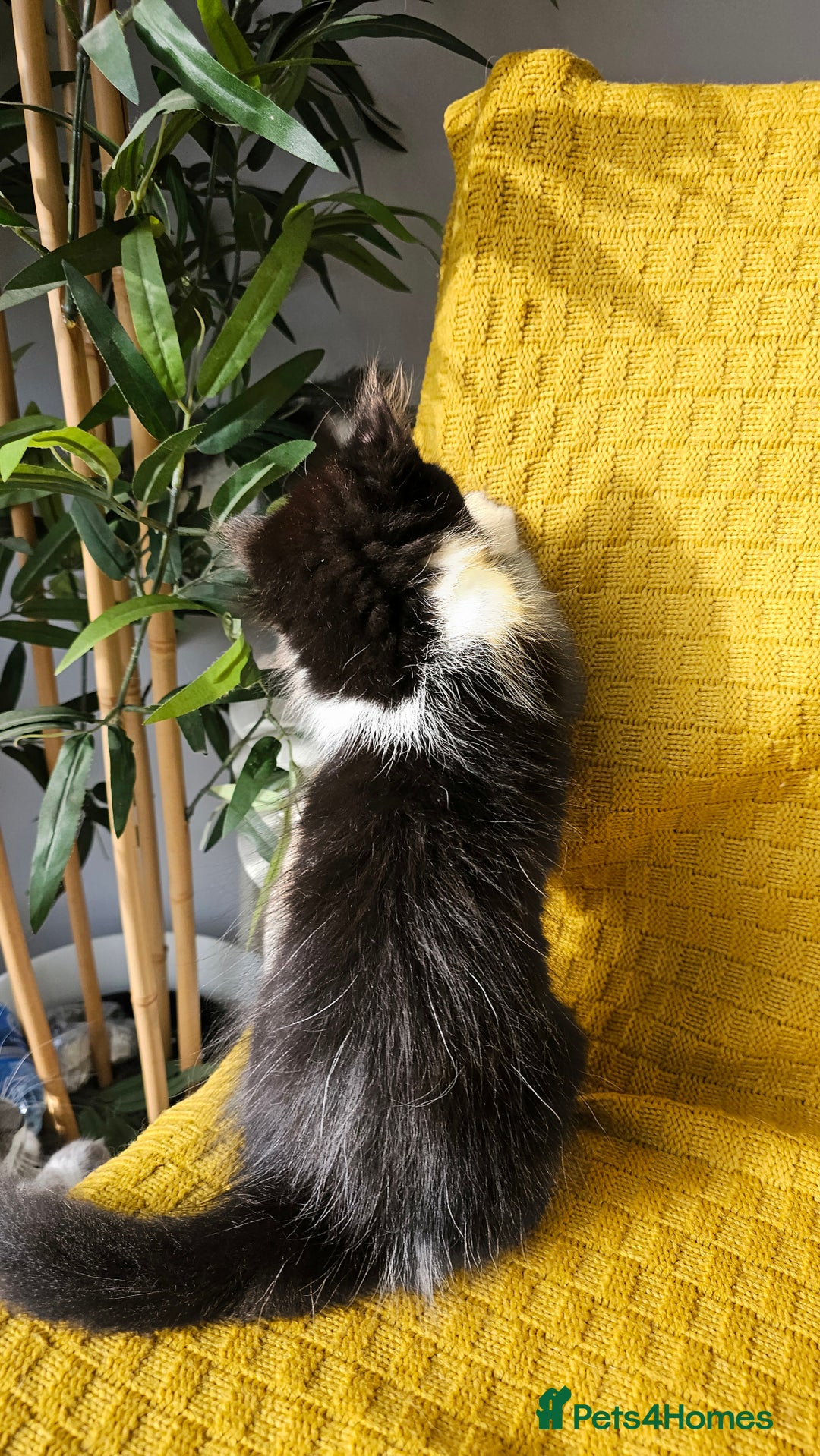 Mixed Breed cats for sale: 2 outstanding beauty girls  - Image 13