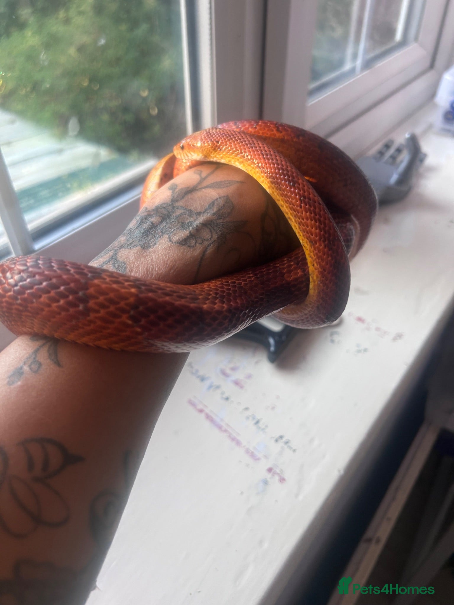 Corn Snake reptiles 6year old male corn snake - Advert 1