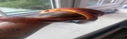 Corn Snake reptiles for sale: 6year old male corn snake - Advert 1