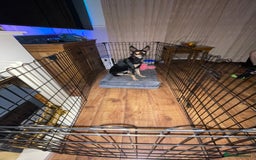 Australian Kelpie dogs for sale: Beautiful Australian Kelpie in Dagenham - Image 2