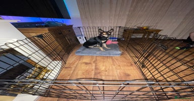 Australian Kelpie dogs in Dagenham - Advert 4