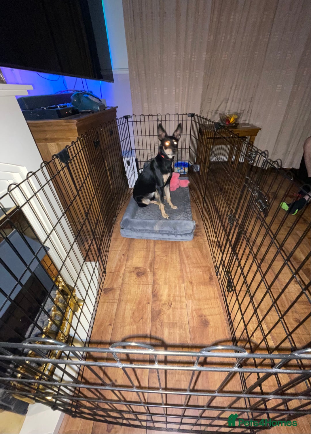 Australian Kelpie dogs for sale: Beautiful Australian Kelpie in Dagenham - Image 2