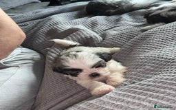 Shih Tzu dogs for sale: Shih zhus puppys - Image 9
