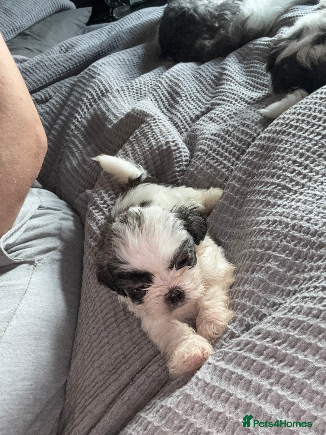 Shih Tzu dogs for sale: Shih zhus puppys - Image 9