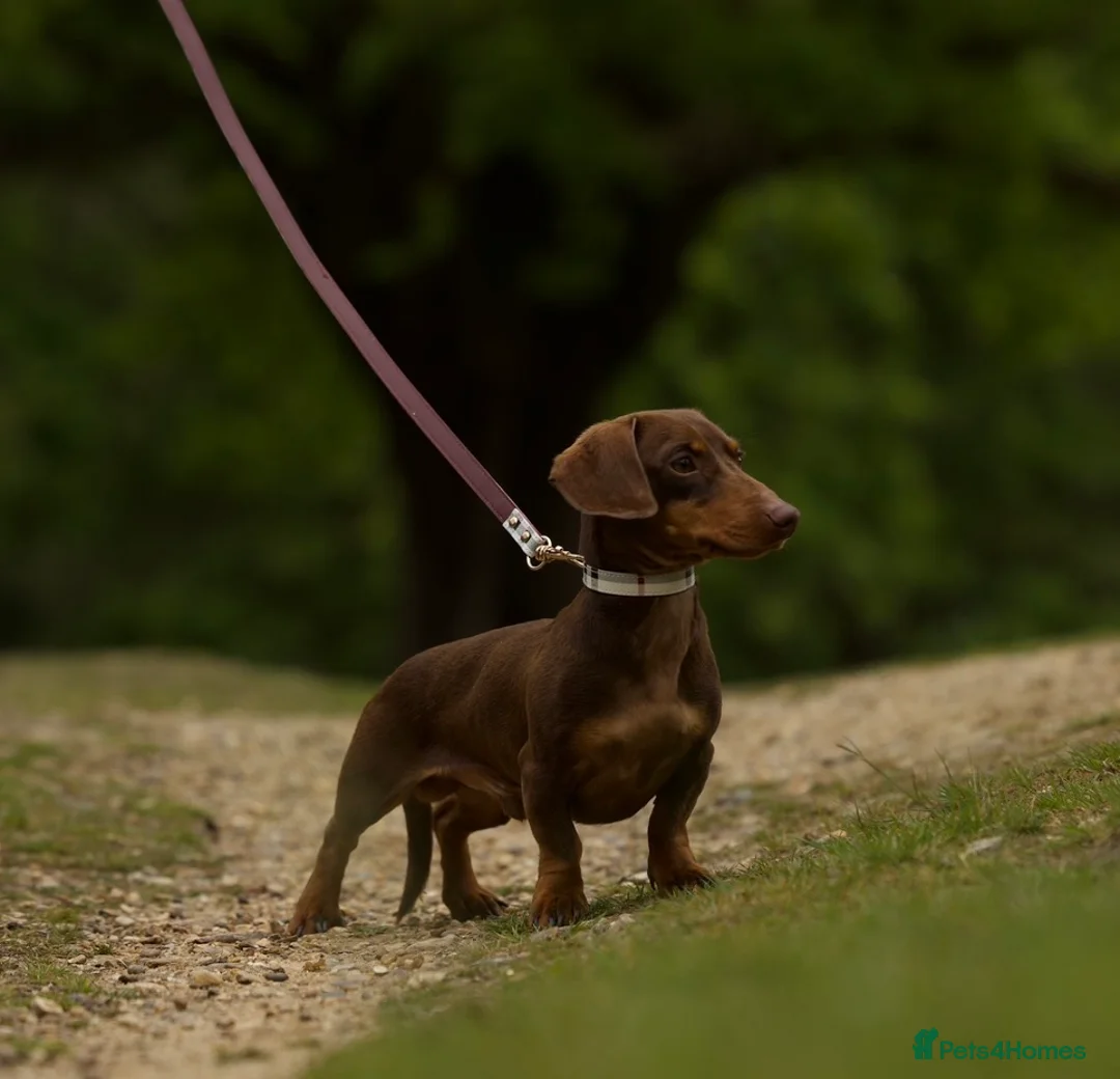 Miniature Dachshund dogs for stud: Tiny chocolate and tan miniature dachshund stud - Advert 2