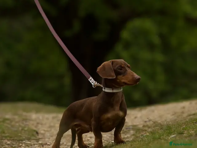 Miniature Dachshund dogs Tiny chocolate and tan miniature dachshund stud - Advert 2