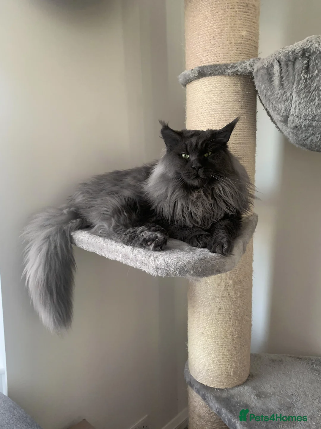 Maine Coon cats for stud: Maine Coon blue boy for stud GCCF and WCF reg in Ipswich - Advert 6