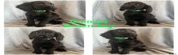 Cocker Spaniel dogs for sale: Cocker spaniel puppies - Advert 6