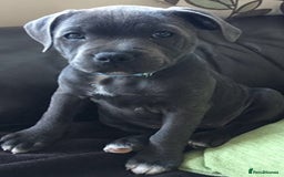 Staffordshire Bull Terrier dogs for sale: WANTED Staffordshire bull puppy  - Image 1