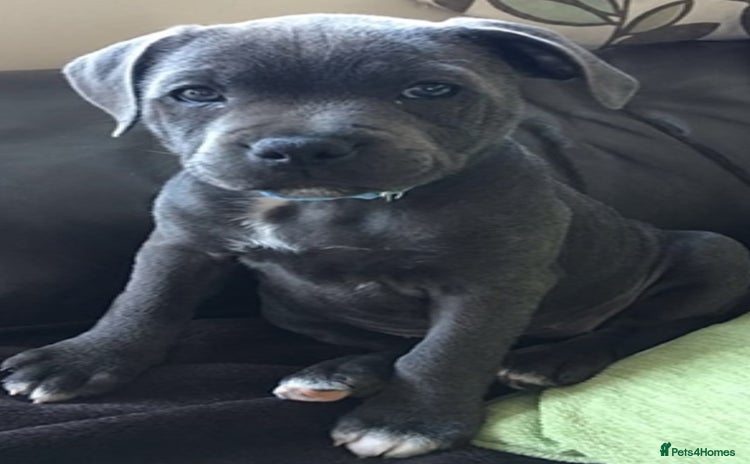 Staffordshire Bull Terrier dogs - Advert 6