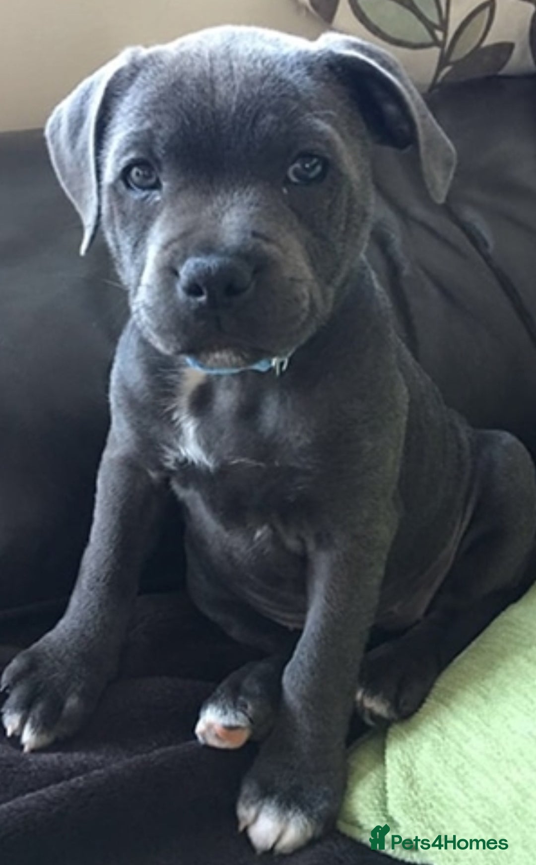 Staffordshire Bull Terrier dogs for sale: WANTED Staffordshire bull puppy  - Image 1