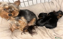 Yorkshire Terrier dogs for sale: Yorkshire terrier puppies 🐶  - Image 9