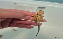 Bearded Dragon reptiles for sale: Bearded dragons  - Image 14