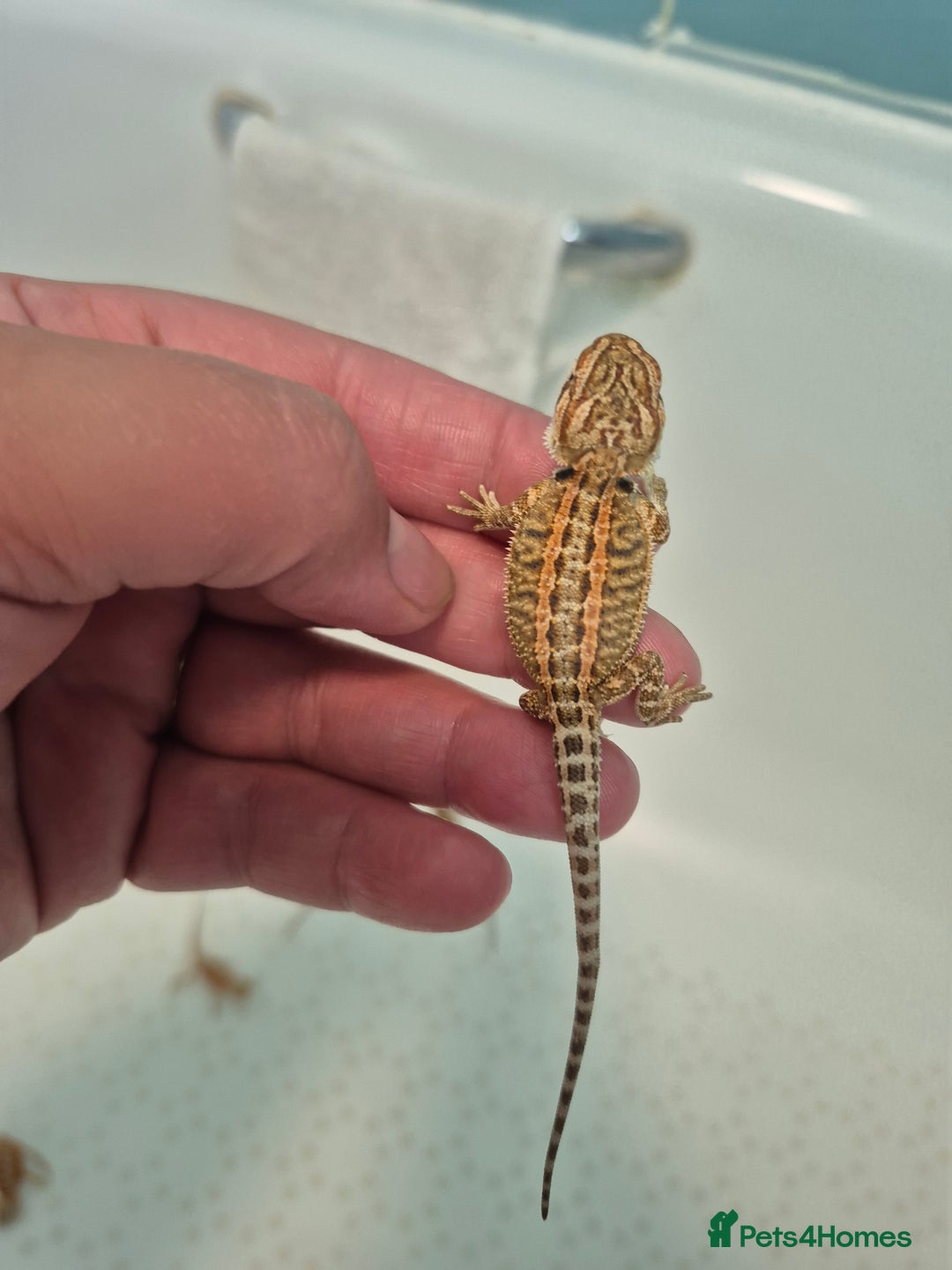 Bearded Dragon reptiles for sale: Bearded dragons  - Image 14