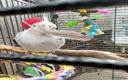 Cockatiels birds for sale: Caspar the cockatiel - Advert 1