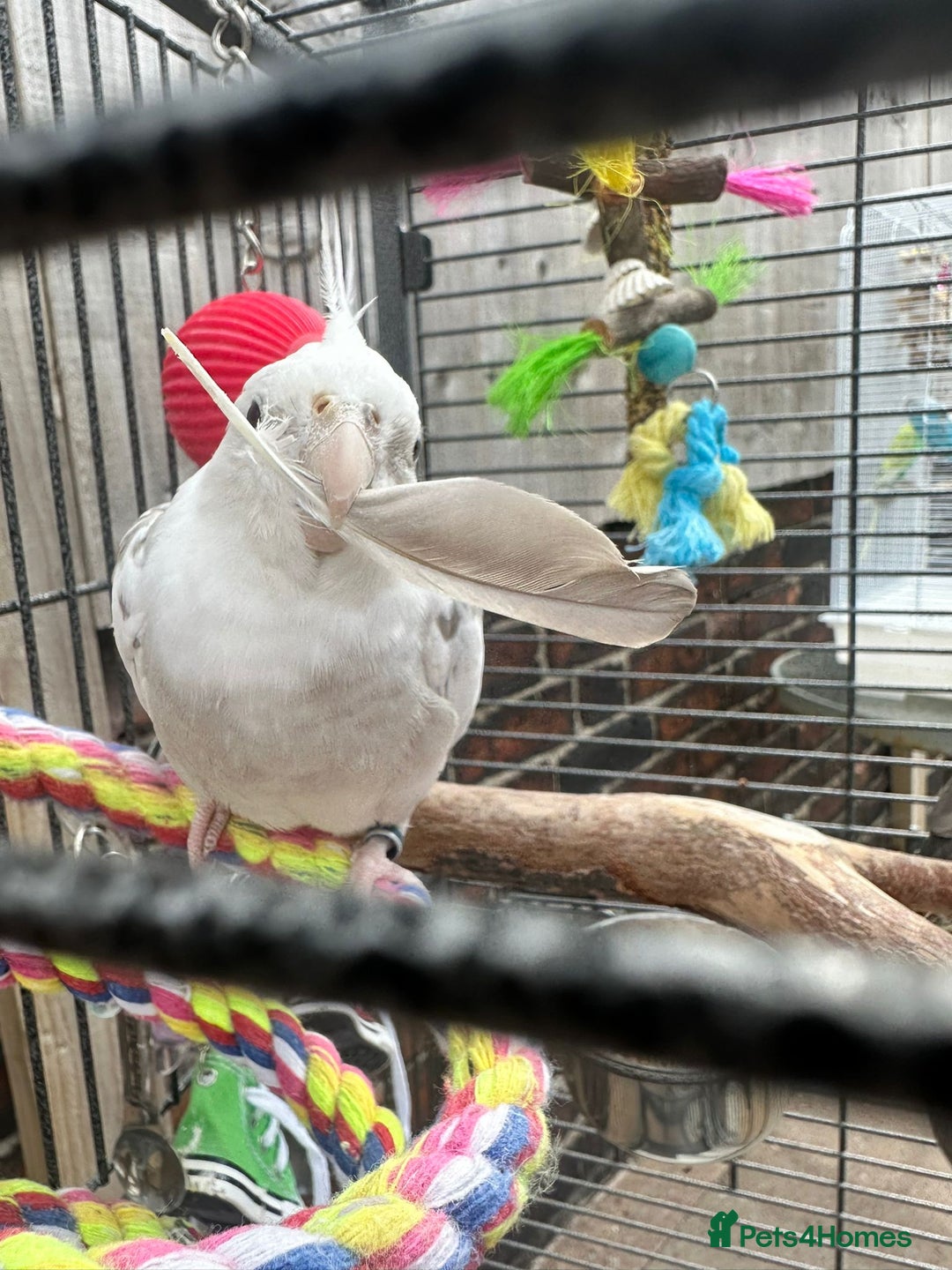 Cockatiels birds for sale: Caspar the cockatiel - Advert 1