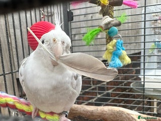 Cockatiels birds Caspar the cockatiel - Advert 1