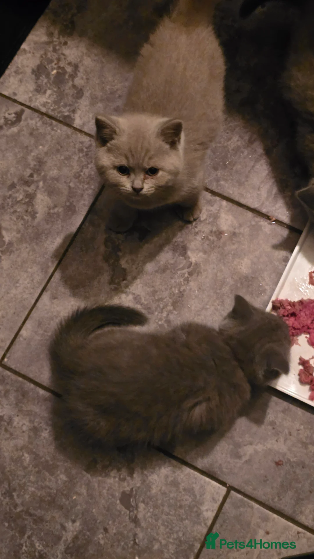 British Shorthair cats for sale: 6 british short hair ready to go  - Advert 7