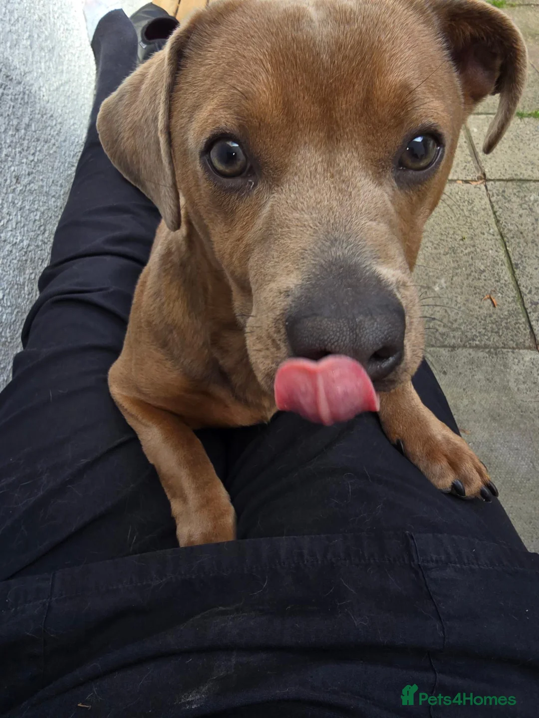 Mixed Breed dogs for sale: Rehoming. - Advert 2