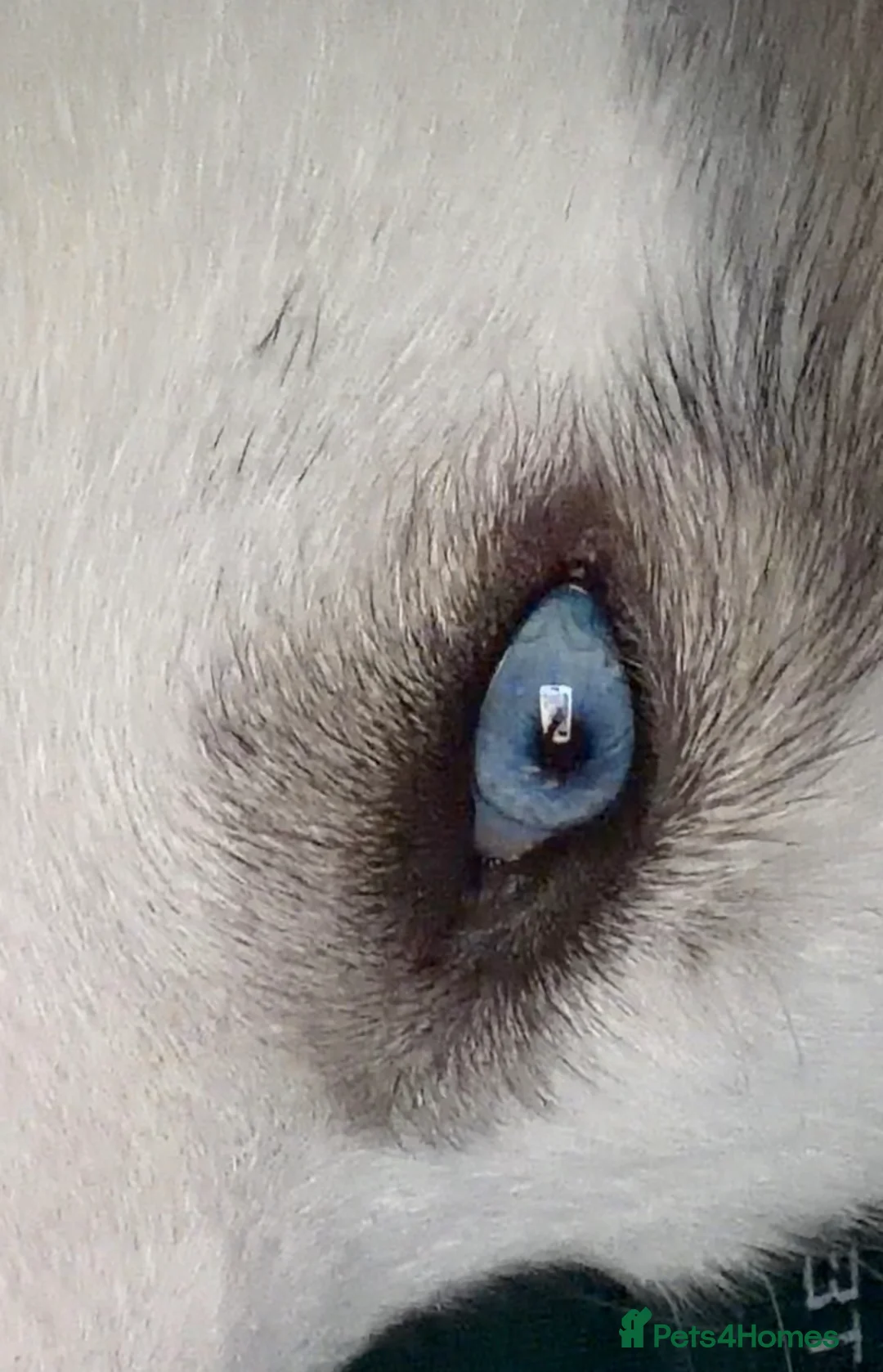 Siberian cats for sale: Blue eyes husky  - Advert 2