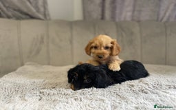 Cockapoo dogs for sale: Beautiful F1 cockapoos ready now  - Image 27