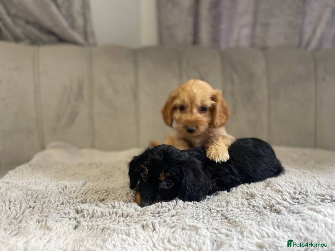 Cockapoo dogs for sale: Beautiful F1 cockapoos ready now  - Image 27