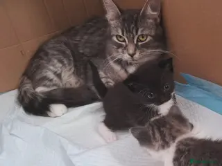 Mixed Breed cats Ragdoll x Scottish straight kitten (last one) - Advert 16