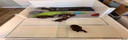 Cockapoo dogs for sale: F1b Cockapoos. Both Parents Health Tested  - Advert 5