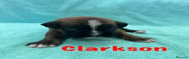 Clarkson