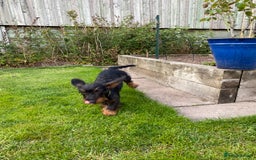 Dachshund dogs for sale: KC Standard wire haired dachshund - Image 4