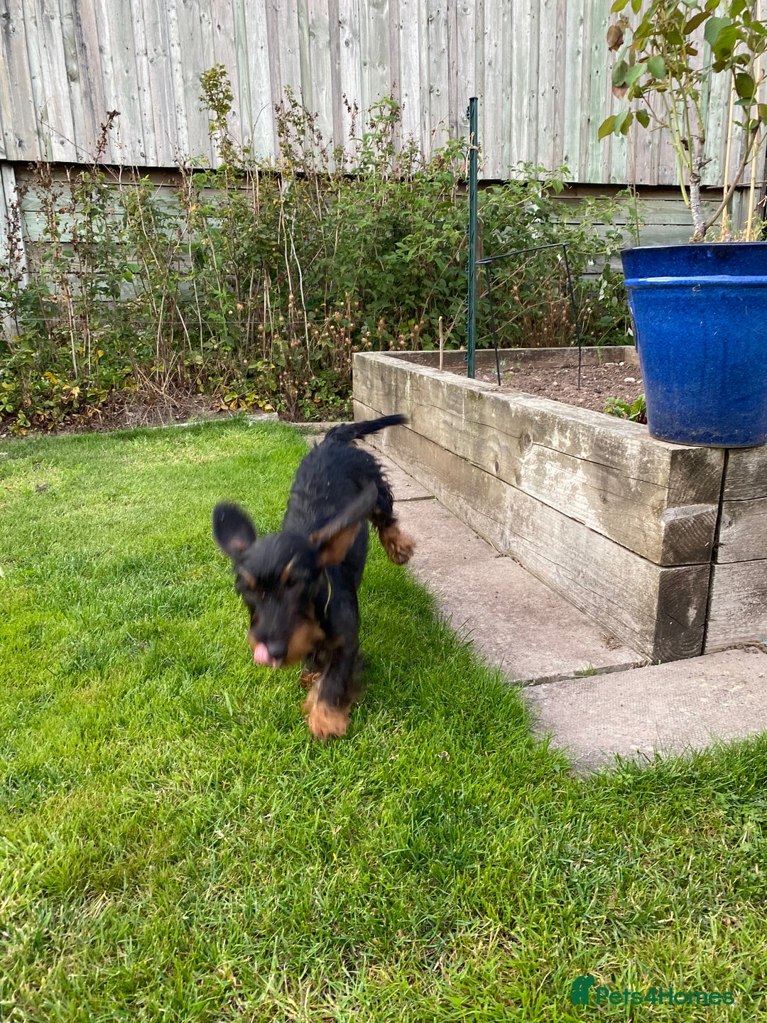Dachshund dogs for sale: KC Standard wire haired dachshund - Image 4