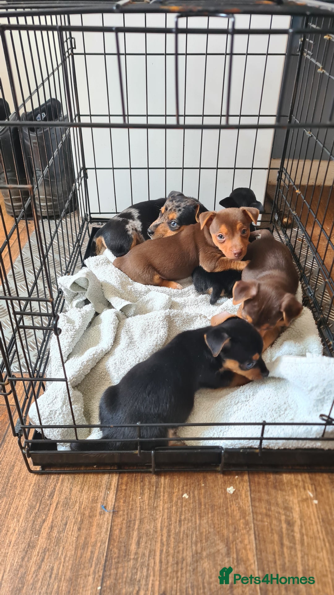 Jack Russell dogs for sale: Jack russell puppies  - Image 2