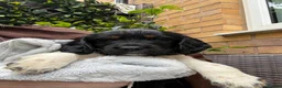English Springer Spaniel dogs for sale: English Springer Spaniel Puppies - Advert 13