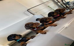 Dobermann dogs for stud: PROVEN SIRE, SON OF COME AS YOU ARE I-REX(Imp Scg) in Leeds - Image 23