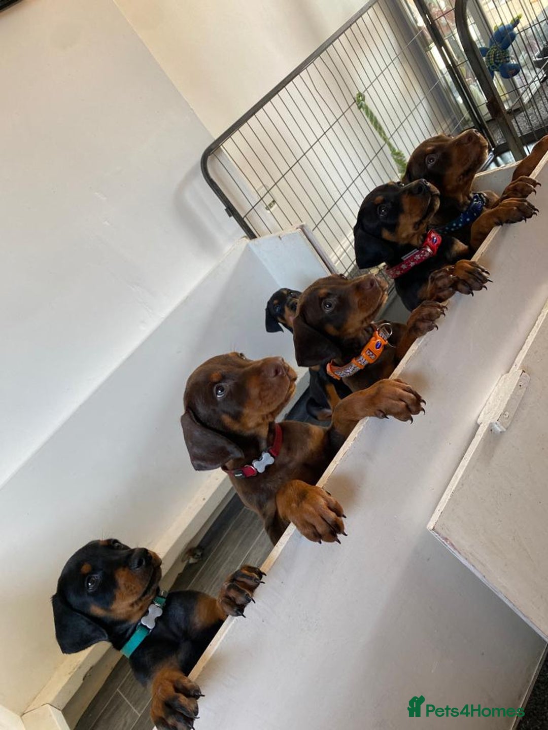 Dobermann dogs for stud: PROVEN SIRE, SON OF COME AS YOU ARE I-REX(Imp Scg) in Leeds - Image 23
