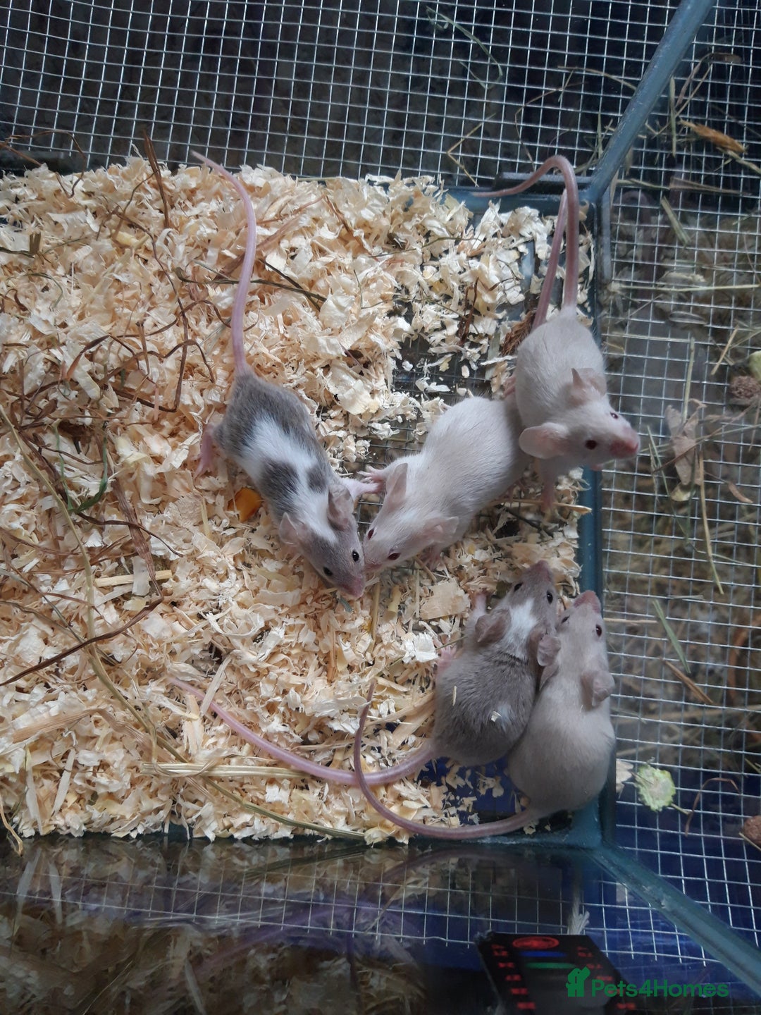 Mouse rodents for sale: Fancy mice babies  in Manchester - Image 4