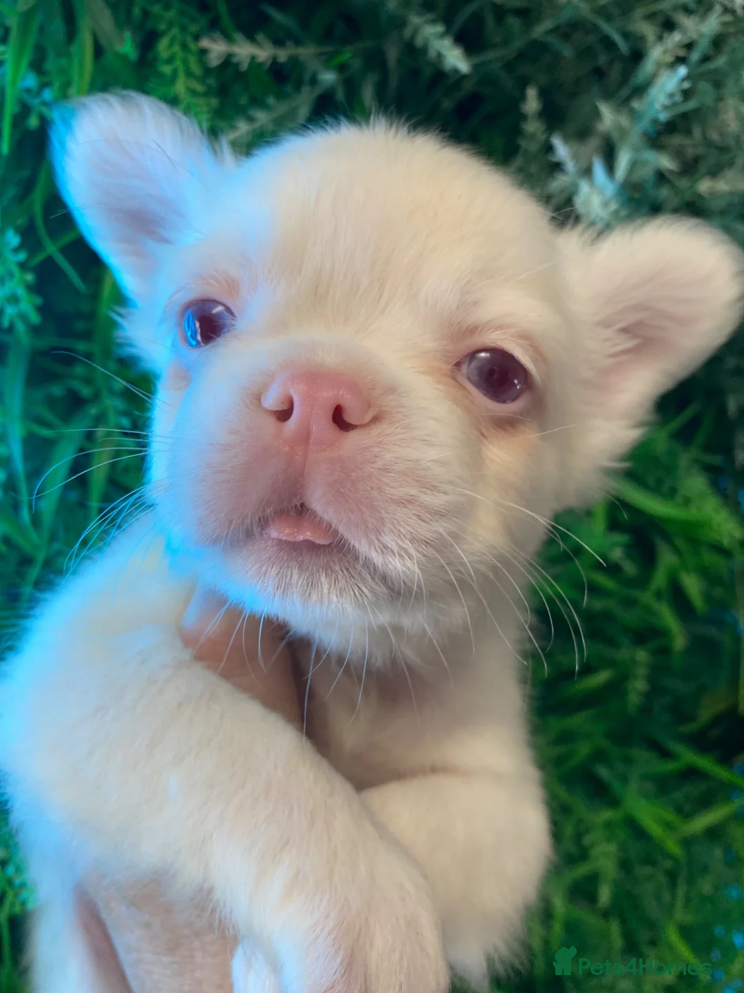 French Bulldog dogs for sale: 💓 Pink Fluffy Boy 💓  - Advert 8
