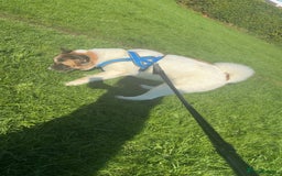 Akita dogs for sale: Akita for rehoming - Advert 3