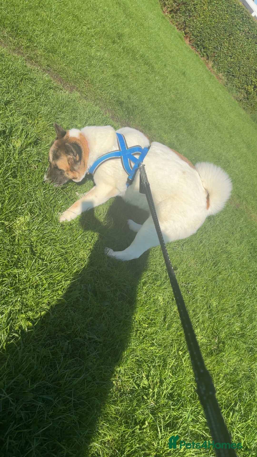 Akita dogs for sale: Akita for rehoming - Advert 3